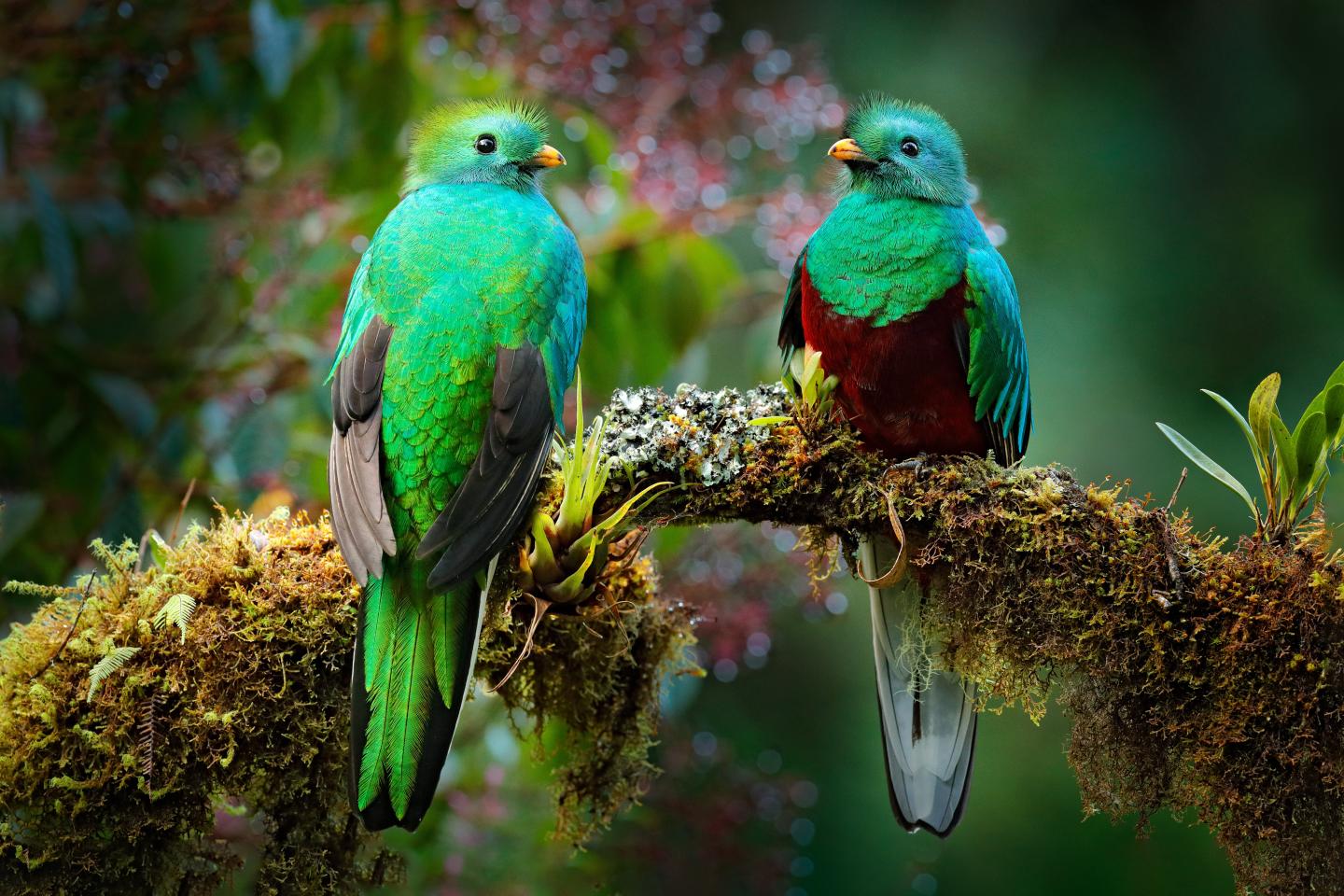 Due splendidi quetzal sono appollaiati su un ramo ricoperto di muschio, circondati dal fogliame verde e soffice della foresta.