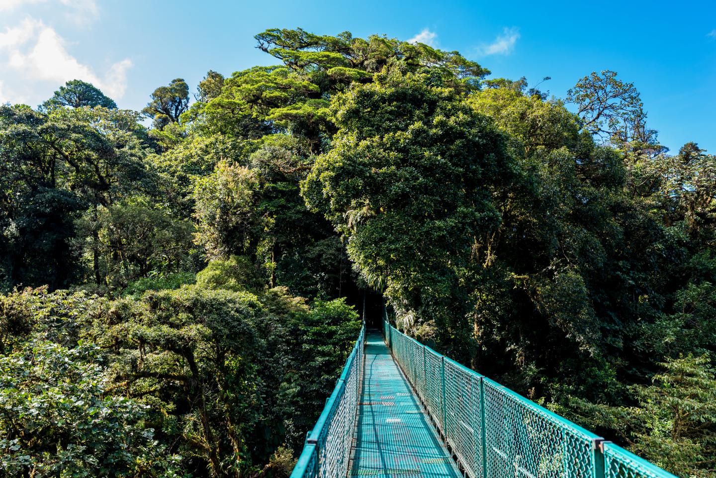 Il ponte sospeso si estende sopra una fitta foresta pluviale verdeggiante, sotto un cielo di un azzurro brillante.
