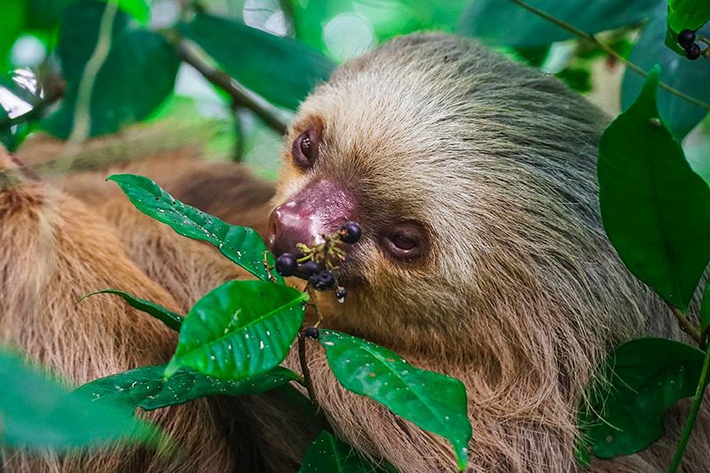 laterale guias caribe.jpg