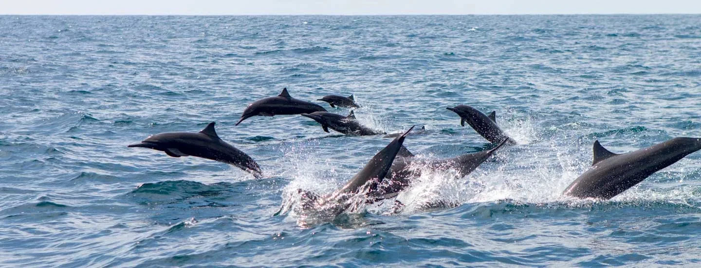In mare - Visitare la Costa Rica - La fauna marina - Tartarughe, balene e  delfini, image size:1440x550